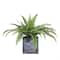 20" Green Artificial Boston Fern in Black Tin Pot